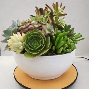 Live Succulent Arrangement 7 Inch Gloss Ceramic Bowl Table Centerpiece