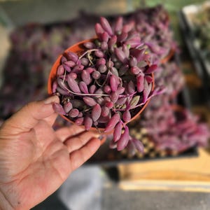 String of Rubies Succulent: Trailing Othonna Capensis Live Plant