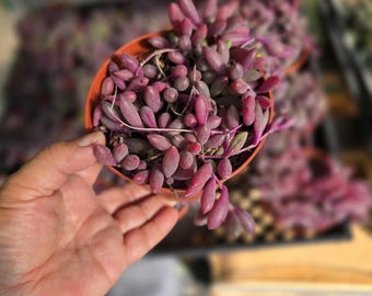 String of Rubies Succulent: Trailing Othonna Capensis Live Plant