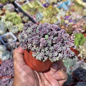 Corsican Stonecrop Succulent Lilac Mound – Creeping Ground Cover Sedum – Outdoor Potted Plant