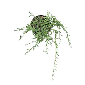 String of Bananas succulent live cascading vines terrarium DIY projects indoor greenery decor propagation plant collector gift