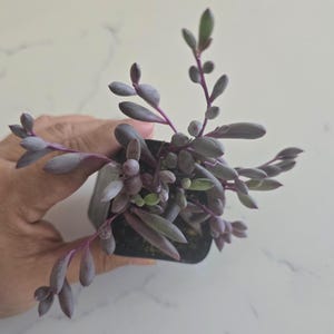 String of Ruby Plant Fully Rooted Starter Plant for Propagation Outdoor Trailing Succulent Sun Loving Hanging Basket Patio Decor Garden Gift