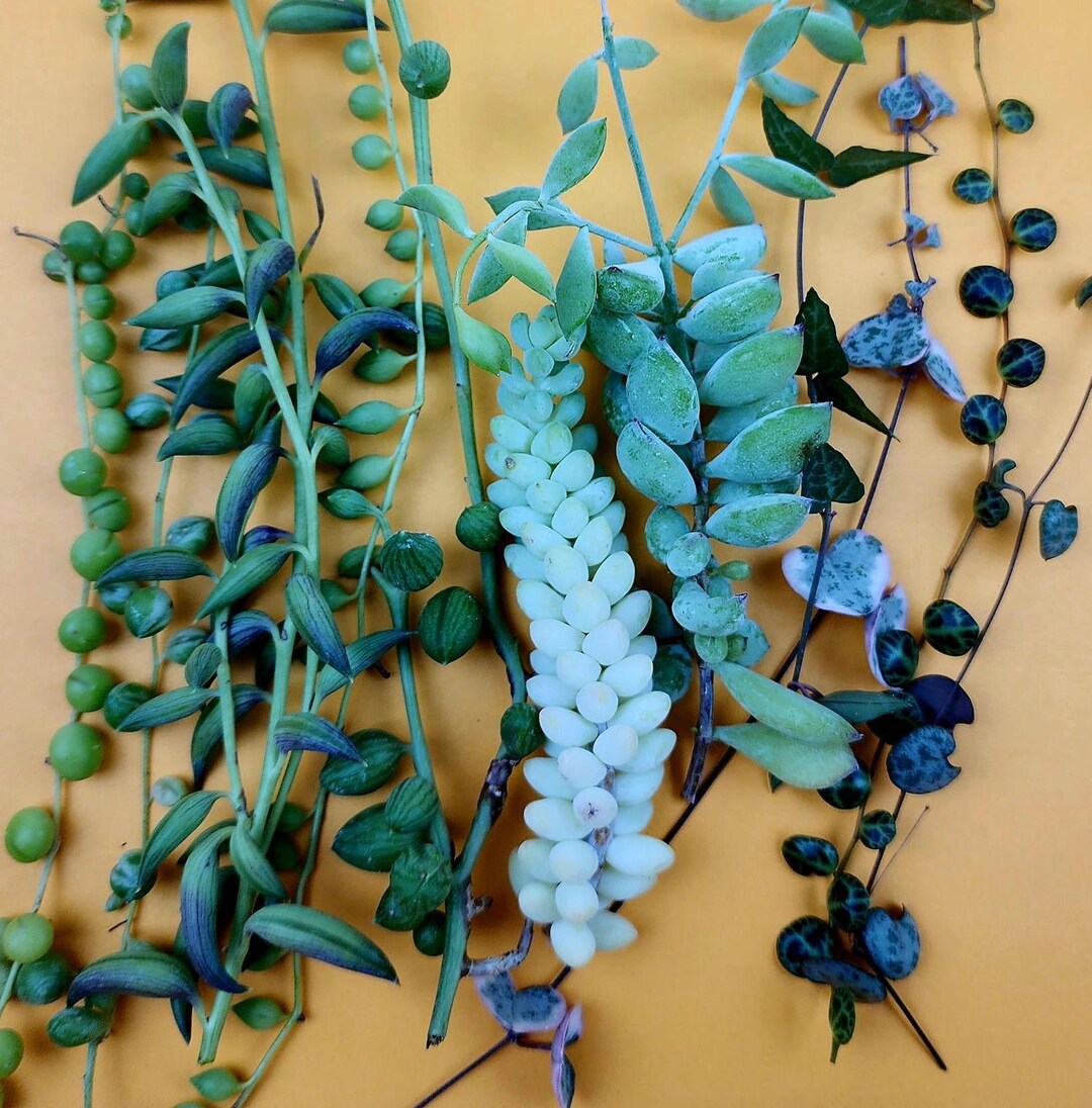 Strings Succulent Cuttings, Collection of String Succulent Cuttings ...