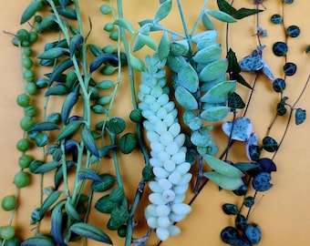 String Succulent Cuttings Collection Live Rare Trailing Varieties Assorted 10 Plus Pack