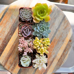 Succulent Starter Kit: 8 Assorted Easy-Care Mini Starter Plants
