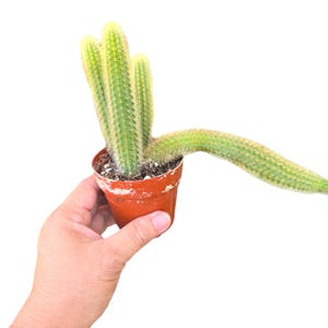 May include: A small cactus plant with long, thin stems and white spines growing in a brown terracotta pot. The cactus is being held by a hand.