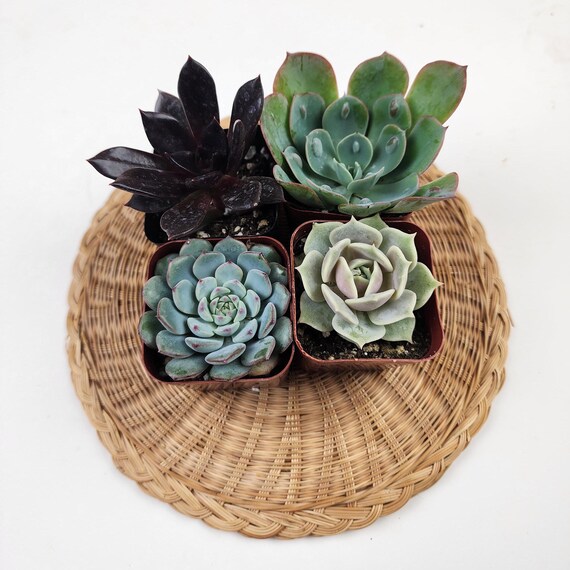 Live Echeveria Succulent Collection: 2 Inch Potted Plants, Wedding Favors -  Etsy
