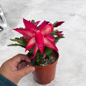 Christmas Cactus Live Plant (4 Inch Pot)