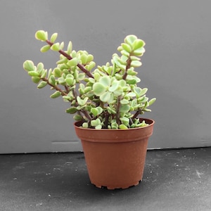 May include: A small potted succulent plant with green leaves and red stems. The plant is in a brown plastic pot.