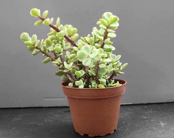succulent plant gifts Succulent Candle with Concrete Vessel