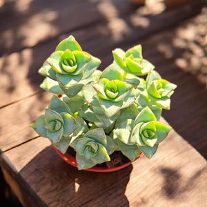 String of Buttons Crassula in 4 Inch Pot