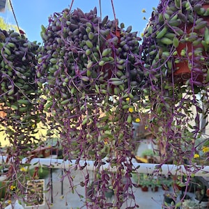 String of Rubies - Othonna Capensis - Trailing Succulent in 6 inch Hanging Basket - Rare Succulent Gift for Indoor or Outdoor Gardens