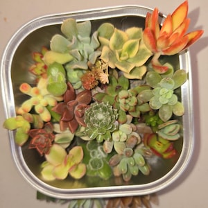 12 Mini Succulent Cuttings – Live Rare Succulent Variety Pack for Propagation & Gifts