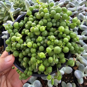 Live String of Pearls Plant Trailing Hanging Succulent Senecio Rowleyanus Indoor Greenery for Modern Home Decor Plant Shelf Gift Idea 4 inch