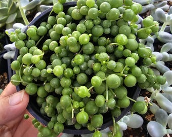 String of Pearls Plant – Live Trailing Succulent – Senecio Rowleyanus – Hanging Houseplant Gift – Easy Care, 4” Pot, Modern Decor