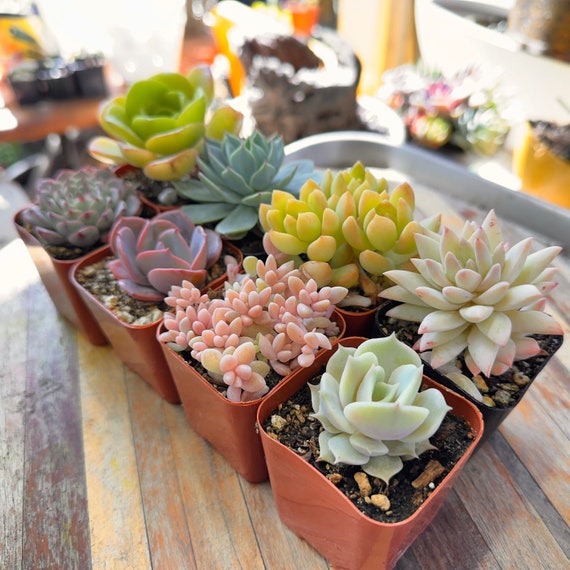 Succulent Starter Collection Assorted Colorful 8 Pack Live Rooted Ships in  2 Inch Pots - Etsy