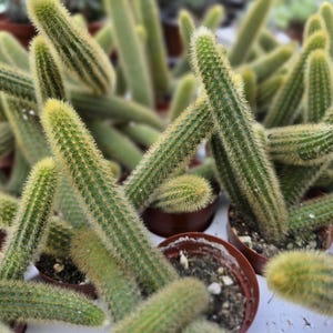 Monkey Tail Cactus: Fuzzy Trailing Cleistocactus colademononis - 2&quot; Pot