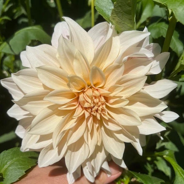 Dahlia Tuber - Cafe au Lait