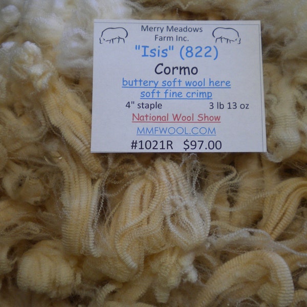 MMFWOOL 1021R 3 lbs 13 ozs Raw fleece "Isis 822" Cormo, buttery soft wool, soft fine crimp.