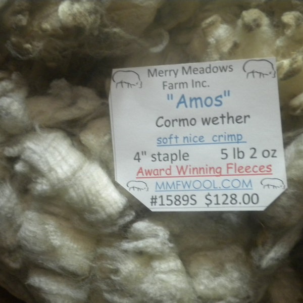 mmfwool 1589S 5 lb 2 oz raw fleece "Amos" cormo purebred wether 4" staple soft nice crimp