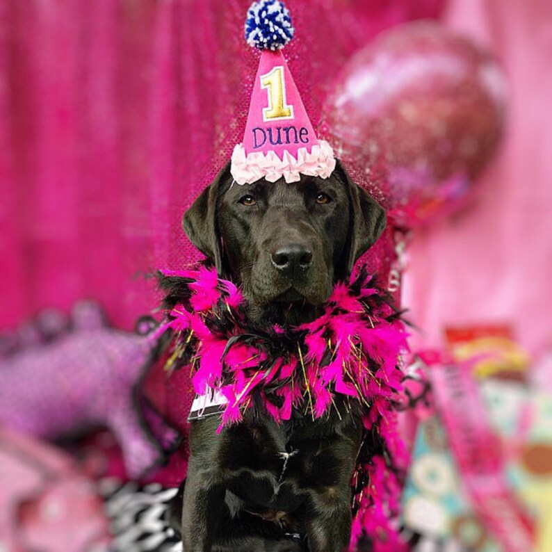 DOG Birthday Hat Pink/blue Dog Party Hat Girl Birthday Hat Etsy