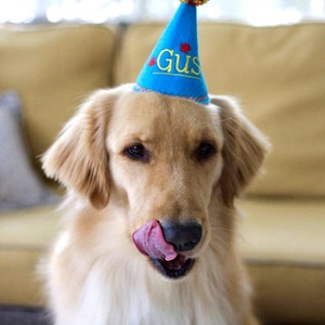 May include: A golden retriever wearing a blue party hat with the name "Gus" in yellow script. The dog is licking its nose with a pink tongue, with a blurred yellow background.