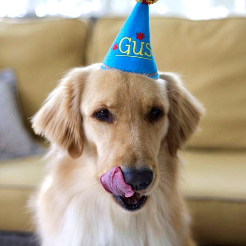 May include: A golden retriever wearing a blue party hat with the name "Gus" in yellow script. The dog is licking its nose with a pink tongue, with a blurred yellow background.