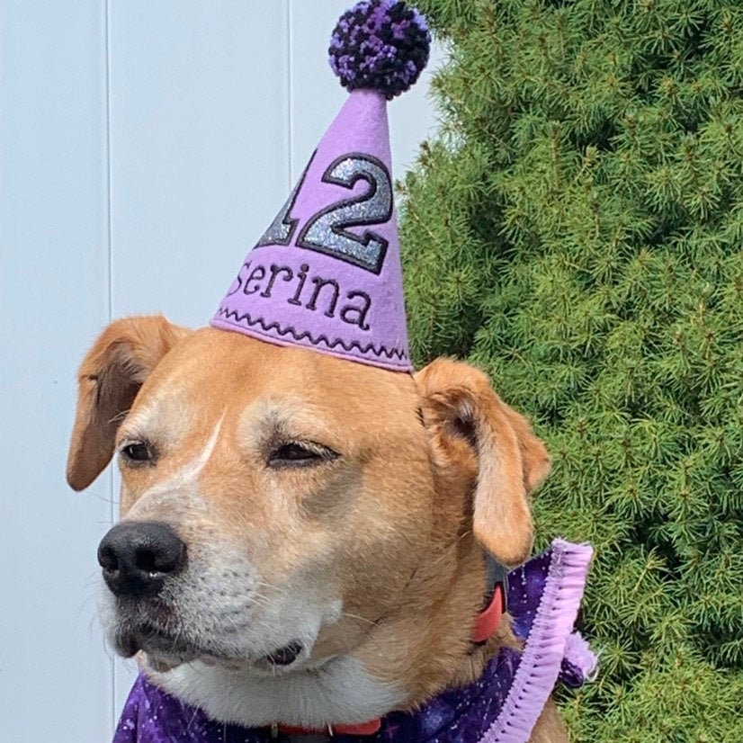 How To Put A Party Hat On A Dog