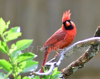 Options for Cardinal Photograph Greeting Card   Cards for when you care enough to send handmade! Photograph / Matted Canvas /Pillow/Framed