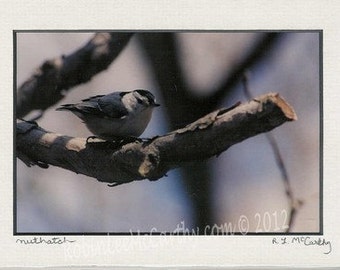 367 5x7 Matted Nuthatch Signed Photography Photograph Print