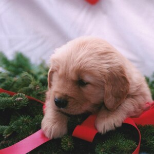 441 5x7 Matted  Golden Retriever Christmas Signed Photography Photograph Print Winter Christmas Holiday