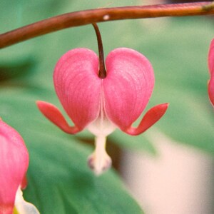 191 5x7 Matted Bleeding Hearts Signed Photography Print