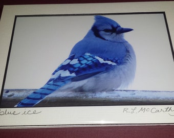 999  5x7 Matted Blue Jay Reflecting Blue on to the Snow & Ice Signed Photography Photograph Print