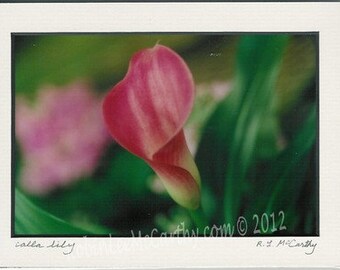 200 5x7 Matted Calla Lily Signed Photography Print