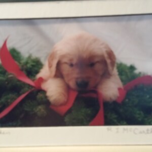 441 17a 5x7 Matted  Golden Retriever Christmas Signed Photography Photograph Print Winter Christmas Holiday