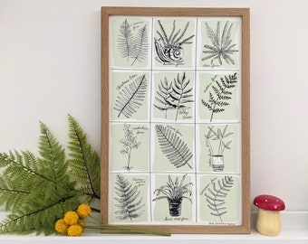 fern art print | fern art | fern illustration | botanical art | botanical print | fern print | fern specimens