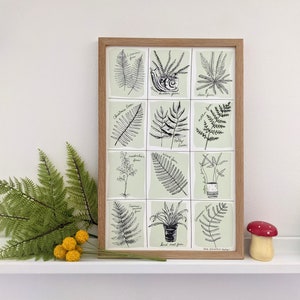 fern art print | fern art | fern illustration | botanical art | botanical print | fern print | fern specimens
