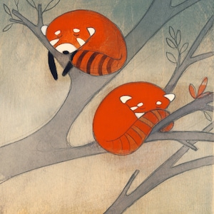 Może przedstawiać: Dwa rude pandy zwinięte i śpiące na gałęziach drzewa. Pandy są pomarańczowe i brązowe z białymi znaczeniami na twarzy. Gałęzie drzewa są szare i brązowe.