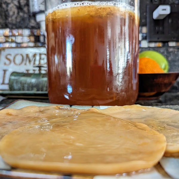 Organic Kombucha SCOBY Pellicle and Starter Tea