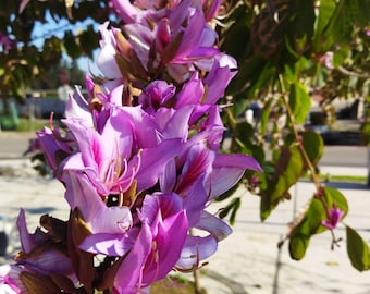 May include: A close-up shot of a tree branch laden with bright purple flowers. The flowers have a delicate, layered petal structure with hints of pink. Green leaves and a blurred background of a sunny day complete the image.