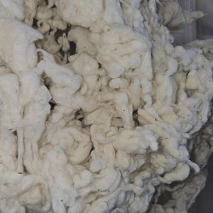 May include: Close-up of raw, unprocessed cotton fibers. The image shows a mass of fluffy, white cotton, with a slightly off-white hue. The cotton appears to be freshly picked, with some small bits of plant matter visible.