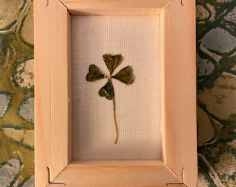 Framed Real 4 Leaf Clover