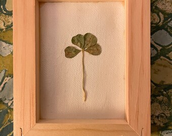 Framed Real 4 Four Leaf Clover