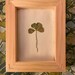 see more listings in the Clovers section