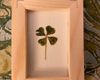 Framed Real 4 Leaf Clover