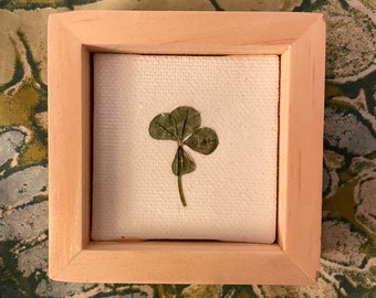 Framed Real 4 Leaf Clover