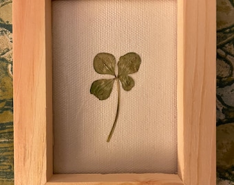 Framed Real 4 Four Leaf Clover