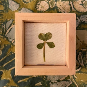 Framed Real 4 Leaf Clover image 1