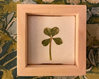 Framed Real 4 Leaf Clover