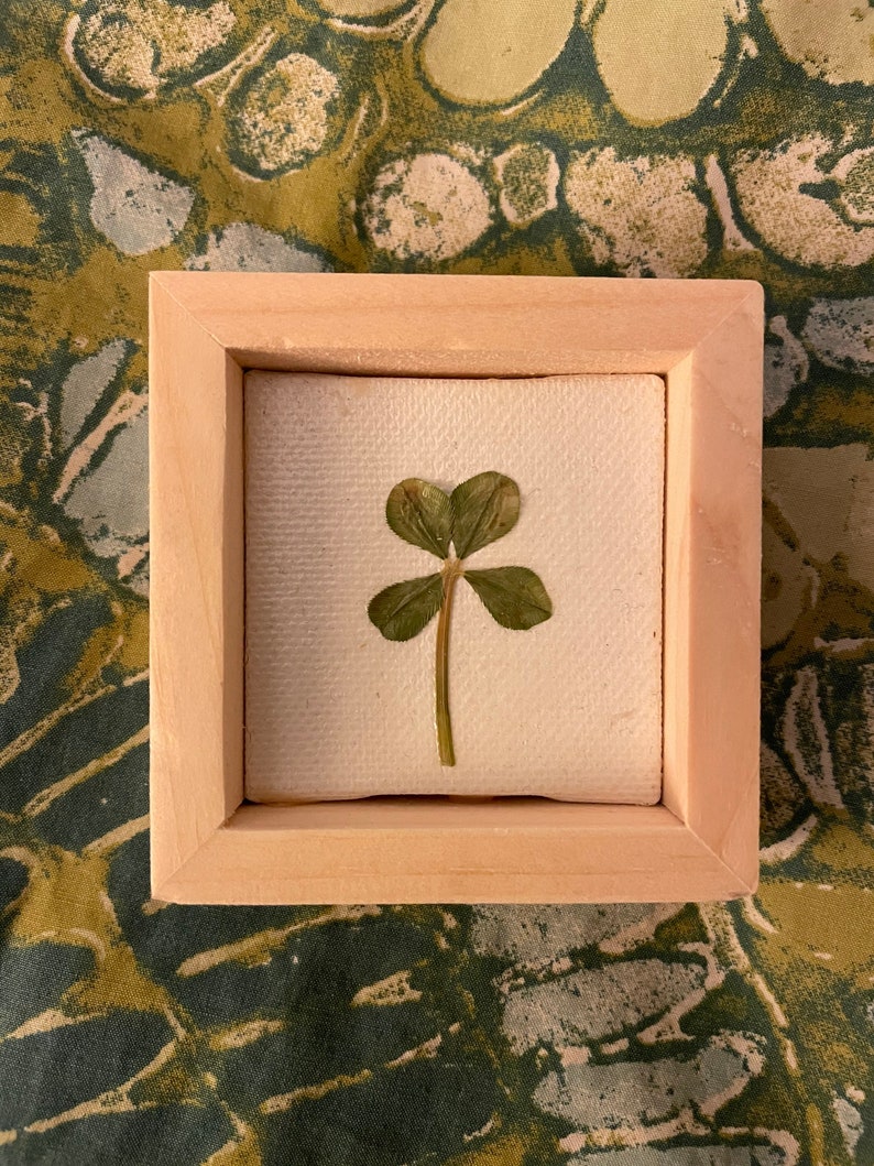 Framed Real 4 Leaf Clover image 1